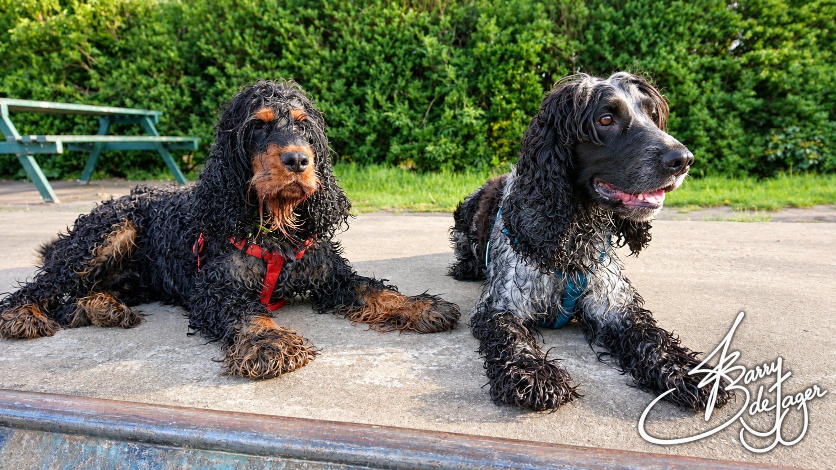 Two curly-coated spaniels lying side by side on the concrete at Dartford skatepark